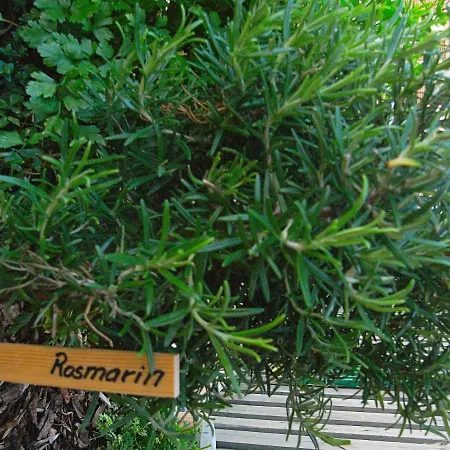 4 Person On A In Apartment Fano